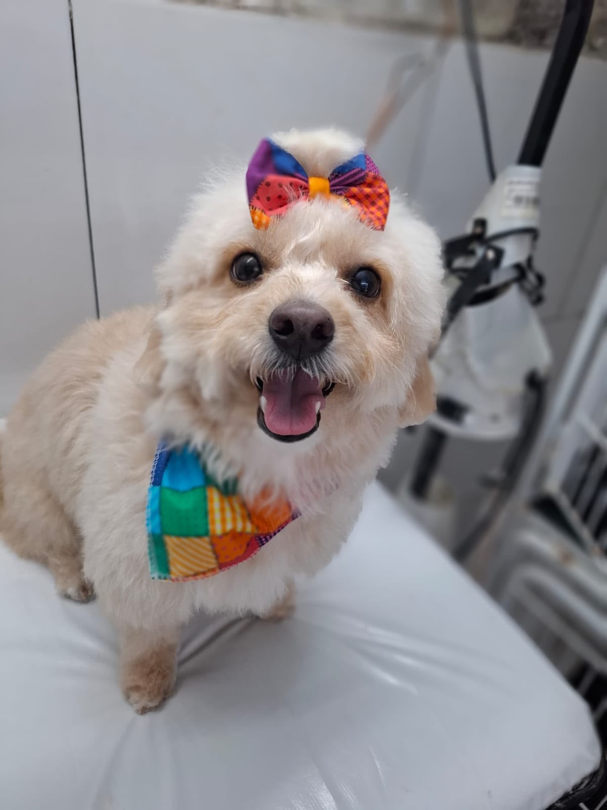 Cãozinho branco durante visita à clínica